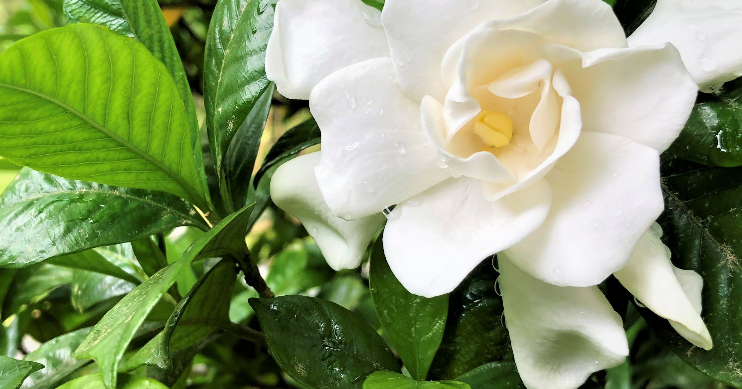 Flower Power: plant a gardenia