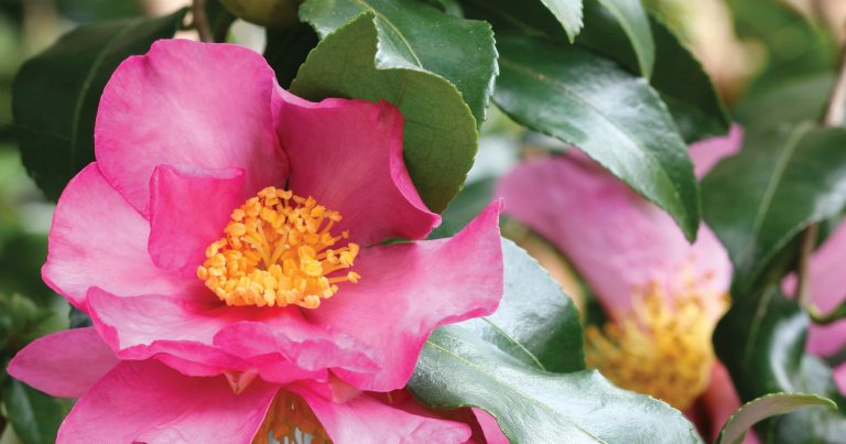 Blog Images_May_sasanqua camelia