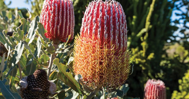 Flowering Banksia plant in a garden, attracting native birds and pollinators in winter