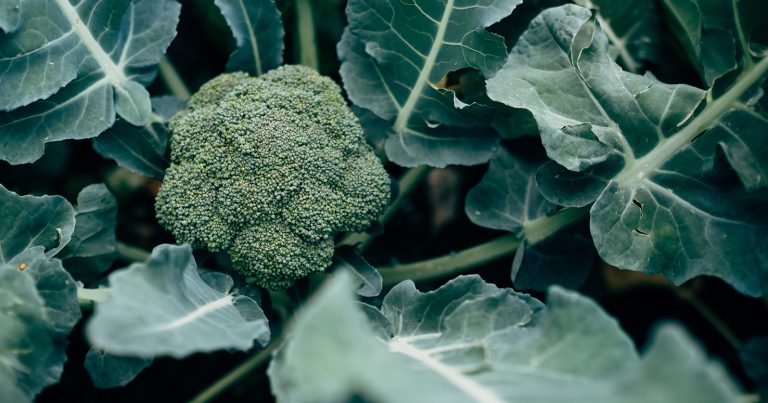 Healthy broccoli plant growing in a garden — protect broccoli from cabbage white butterfly caterpillars