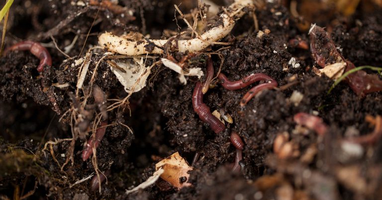 winter gardening tasks