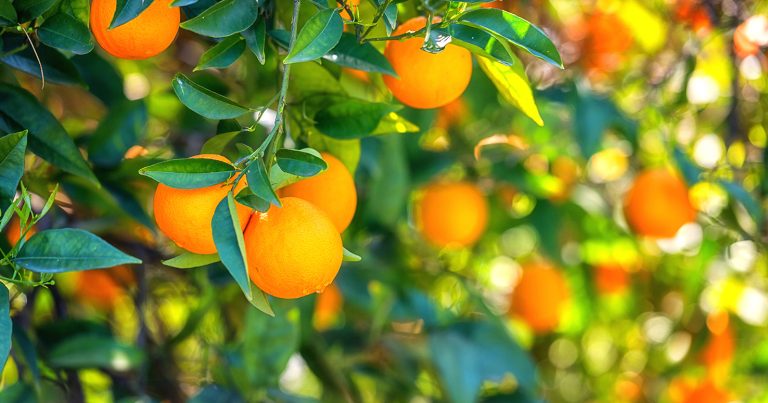 Blog Images_Sept_Citrus