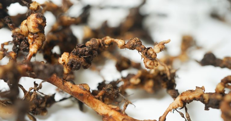 root-knot nematode