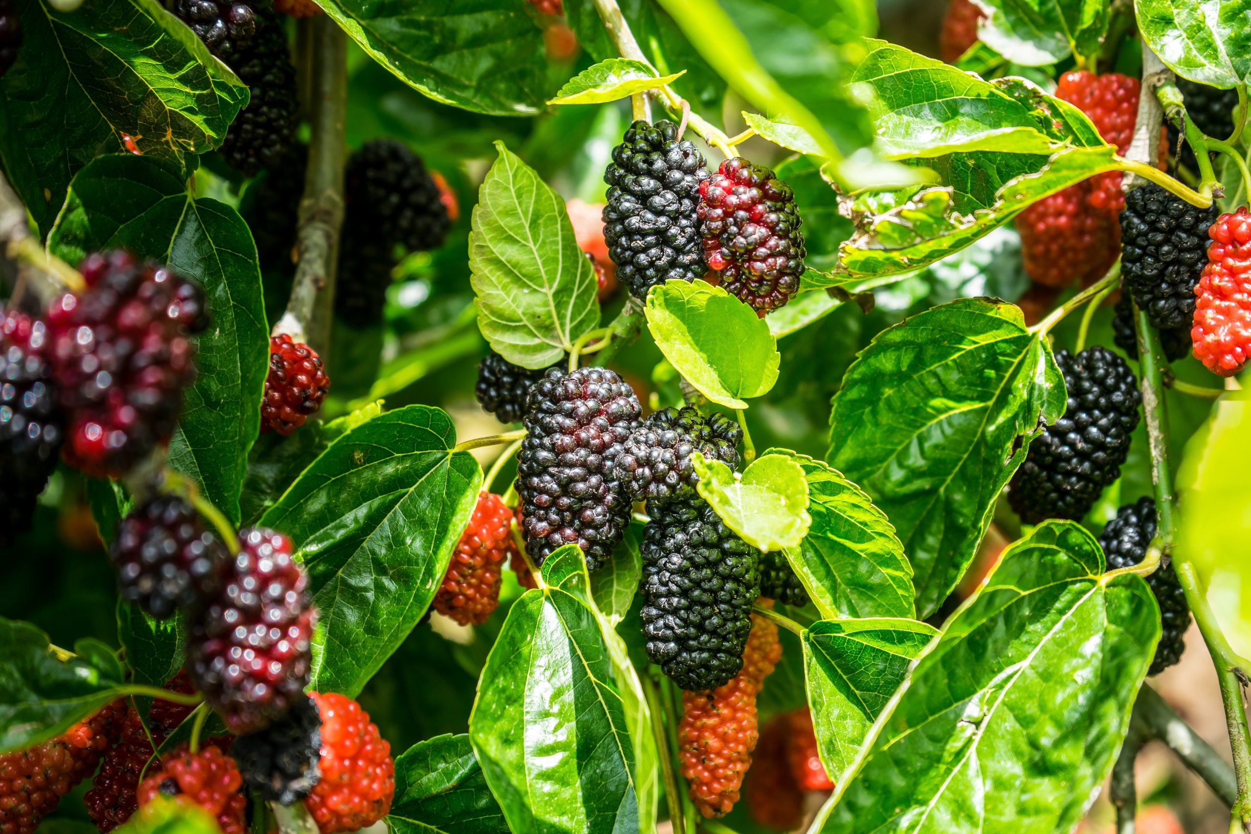 How to grow mulberries in a sunny backyard