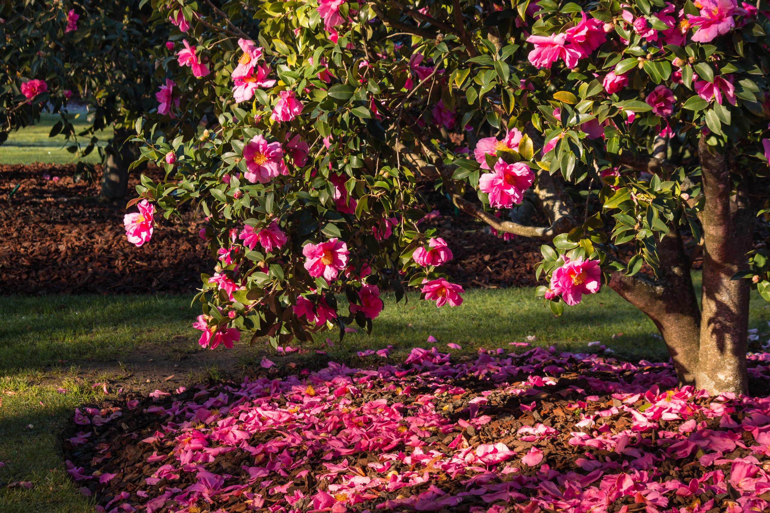 knowing when to prune camellias to have anexceptional tree