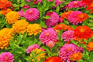 Zinninas are a colourful flower to plant when asking what to plant in spring
