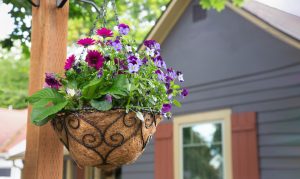 Spring garden tasks including planting vegetables, refreshing hanging baskets and pruning shrubs