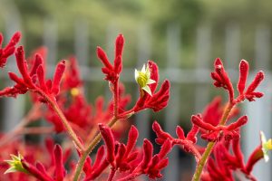 Colourful Australian native kangaroo paw flowers showing how to grow kangaroo paw in a sunny garden