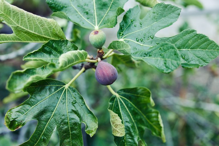 how to grow figs